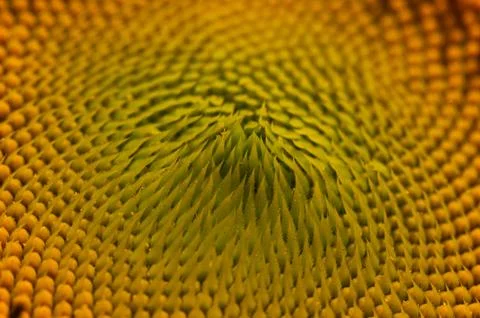 Sunflower blossom Stock Photos