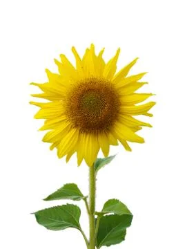 Sunflower blossoming isolate Stock Photos