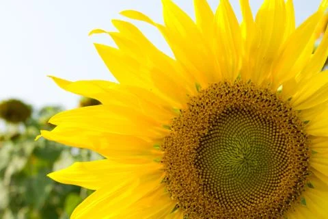 Sunflower blossoming Foto stock