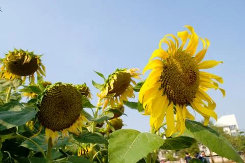 Sunflower blossoming Stock Photos