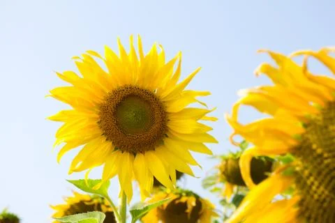 Sunflower blossoming Foto stock