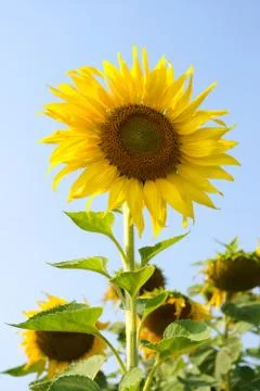 Sunflower blossoming Stock Photos