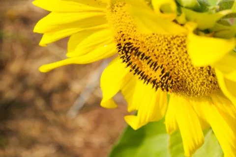 Sunflower blossoming Foto stock