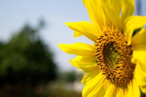 Sunflower blossoming Stock Photos