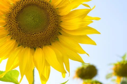 Sunflower blossoming Stock Photos