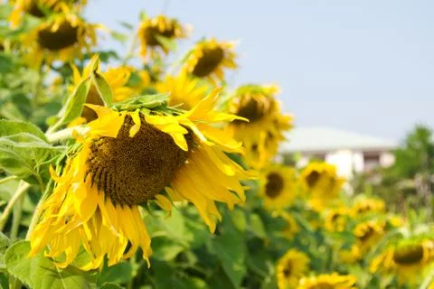 Sunflower blossoming Foto stock