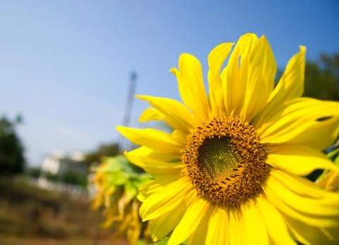 Sunflower blossoming Stock Photos