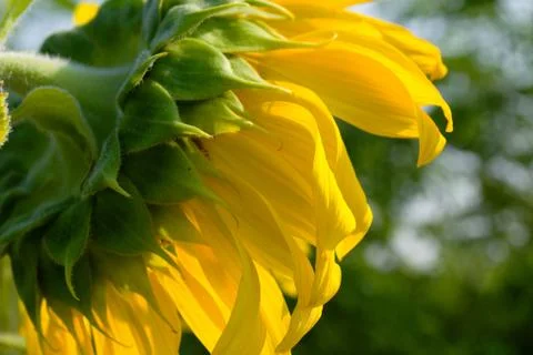 Sunflower blossoming Stock Photos