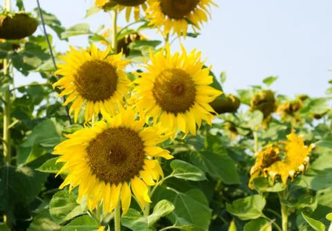 Sunflower blossoming Stock Photos