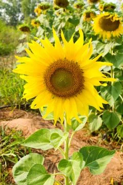 Sunflower blossoming Stock Photos