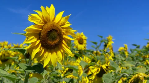 Sunflower blowing in the breeze Stock Footage 34691013