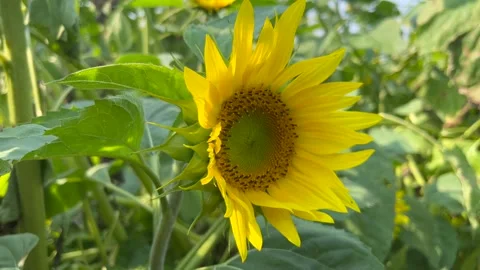 Sunflower blowing in a field Vídeo Stock 249712357