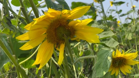 Sunflower blowing in a field Stockbeeldmateriaal 249712464