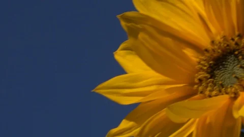 Sunflower blowing in the wind against blue sky UK 4K Stock Footage 116157786