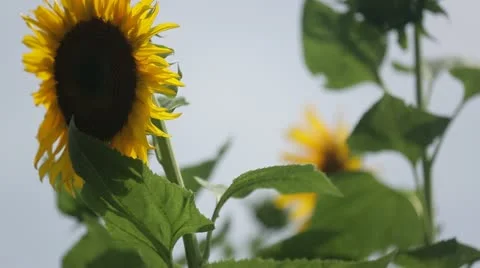 Sunflower blowing in wind Stock Footage 21788382