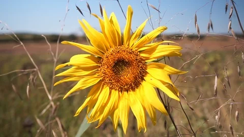 Sunflower is blowing in the wind Stock Footage 115477277
