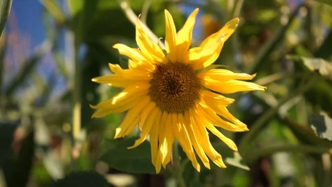 Sunflower is blowing in the wind Stock Footage 115637075