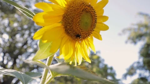 Sunflower Blowing In The Wind Natural Stock Footage 113818185