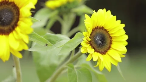 Sunflower blowing in the wind, sunshine happy bright Stock Footage