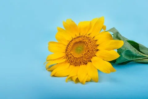 Sunflower on blue background Stock Photos