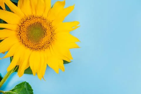Sunflower on blue background Stock Photos