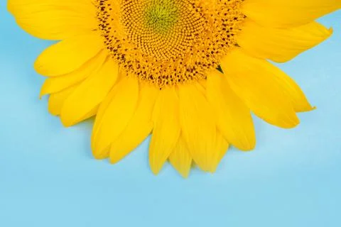Sunflower on blue background Stock Photos