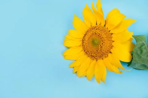 Sunflower on blue background Stock Photos
