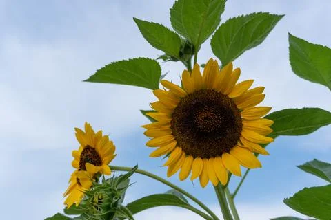 Sunflower on a blue background Stock Photos