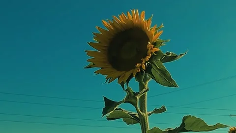 Sunflower on blue background in sunny day Stock Footage 237196983
