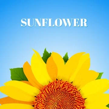 Sunflower on blue background vector Stock Illustration