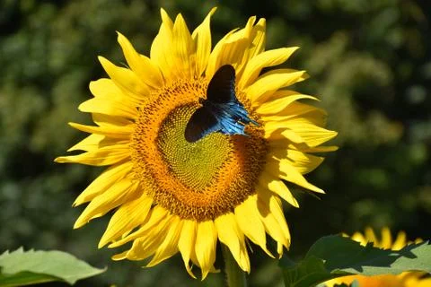Sunflower blue butterfly 2 Foto stock