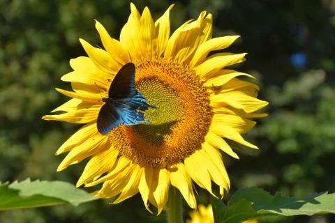 Sunflower blue butterfly Foto stock