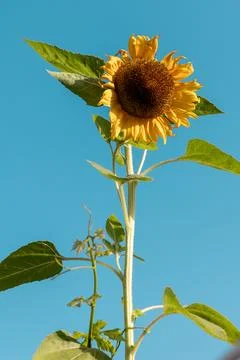 Sunflower in the blue Stock Photos