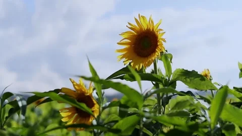A sunflower with blue sky and clouds in the background Stock Footage 246569146