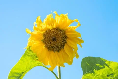 Sunflower on a blue sky background close-up. Blooming sunflower with yellow.. Stock Photos