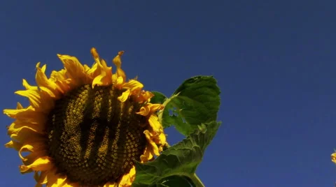 Sunflower on blue sky background Stock Footage 57101811