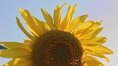 Sunflower on blue sky background. Stock Footage 77635624