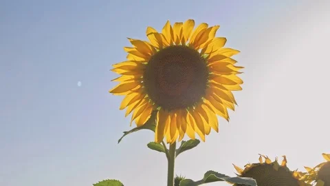 Sunflower on blue sky background. Vídeos de archivo 77635859
