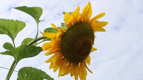 Sunflower on blue sky background Stock Footage 160533997