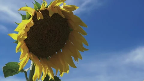 Sunflower on a blue sky background Stock-Footage 231333503