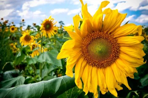 Sunflower on blue sky background Stock Photos