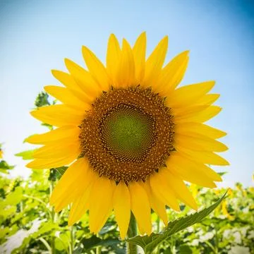 Sunflower on blue sky background Stock Photos