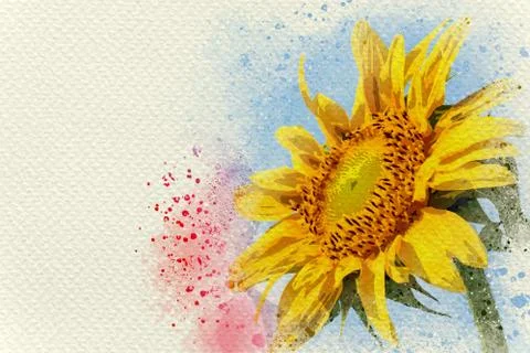 Sunflower in blue sky background. Stock Photos