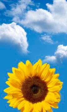 Sunflower on blue sky with clouds Stock Photos