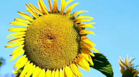 Sunflower on blue sky Stock Footage 12537619