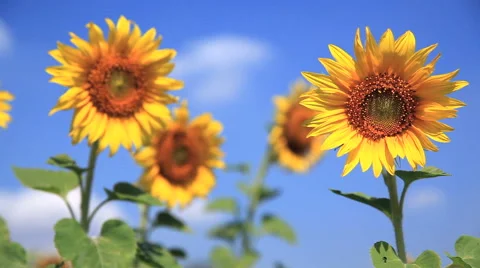 Sunflower with blue sky 動画素材 63859256