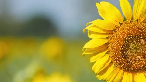 Sunflower with blue sky Stock Footage 72111041