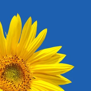Sunflower blue sky Stock Photos