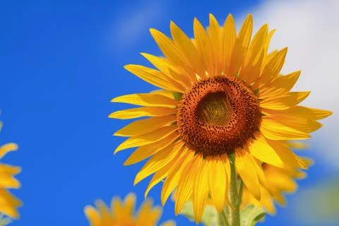 Sunflower with blue sky Stock Photos
