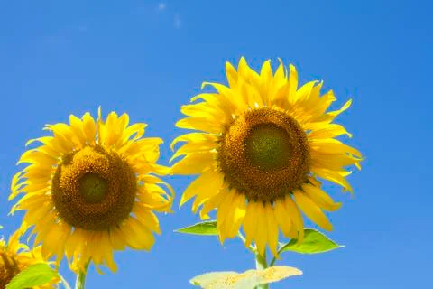 Sunflower with blue sky Stock Photos